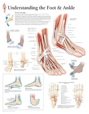 understanding the foot and ankle chart wall chart 1st edition scientific publishing scientific publishing