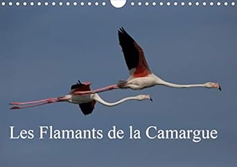 les flamants de la camargue 2020 scenes de la vie dune espece fascinante scenes de la vie dune espece