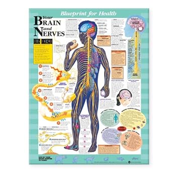 blueprint for health your brain and nerves chart 1st edition acc 1587797437, 978-1587797439