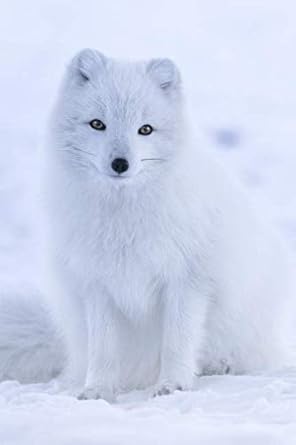 arctic fox in iceland a nature themed lined notebook journal 1st edition first nation journals 1796407844,