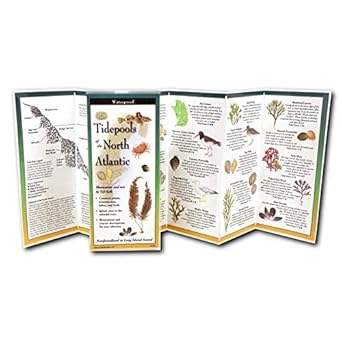 tidepools of the north atlantic 1st edition val kells 1621262782, 978-1621262787