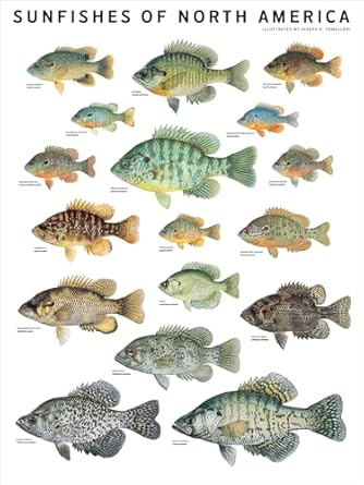 sunfishes of north america 1st edition joseph r tomelleri 098251025x, 978-0982510254