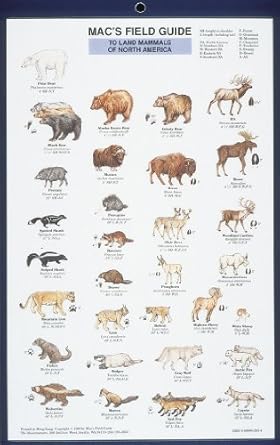 macs field guides north american land mammals 1st edition craig macgowan 0898862434, 978-0898862430
