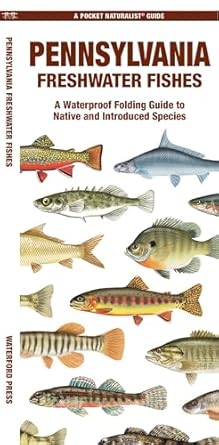 pennsylvania freshwater fishes a folding guide to native and introduced species 1st edition waterford press