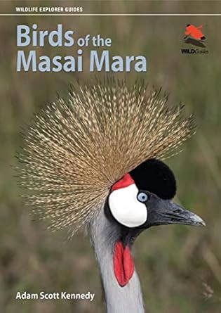 birds of the masai mara 1st edition adam scott kennedy 0691155941, 978-0691155944