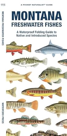 montana freshwater fishes a folding guide to native and introduced species 1st edition matthew morris