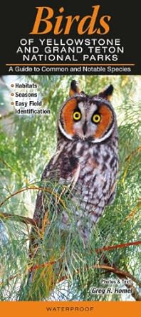 birds of yellowstone and grand teton national parks a guide to common and notable species 1st edition greg r