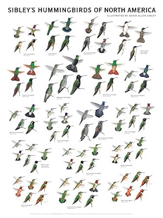 sibleys hummingbirds of north america 1st edition david allen sibley 1935622072, 978-1935622079
