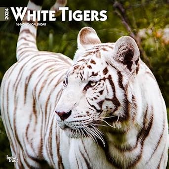 white tigers 2024 12 x 24 inch monthly square wall calendar browntrout wildlife zoo animals 1st edition