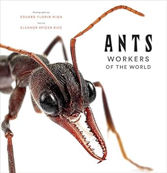 ants workers of the world 1st edition eleanor spicer rice ,eduard florin niga 1419748491, 978-1419748493
