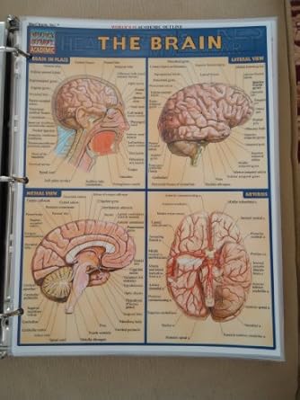 brain 1st edition barcharts inc 1572225173, 978-1572225176