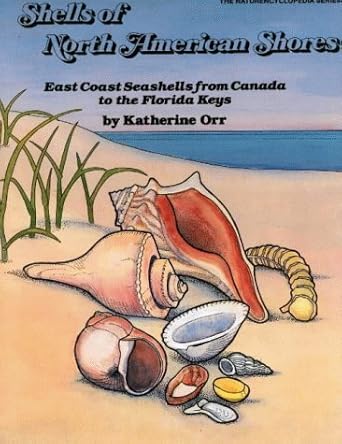 shells of north american shores east coast seashells from canada to the florida keys 1st edition katherine
