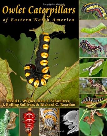 owlet caterpillars of eastern north america 1st edition david l wagner ,dale f schweitzer ,j bolling sullivan