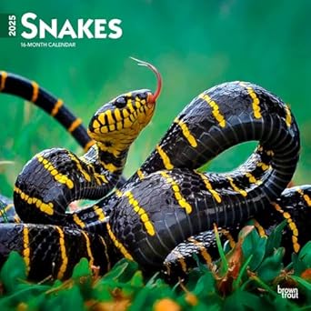 snakes 2025 12 x 24 inch monthly square wall calendar plastic free browntrout animals nature wildlife 1st