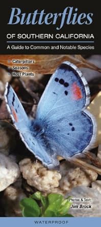 butterflies of southern california a guide to common and notable species 1st edition jim brock 1936913976,