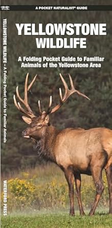yellowstone wildlife a folding pocket guide to familiar animals of the yellowstone area 1st edition james