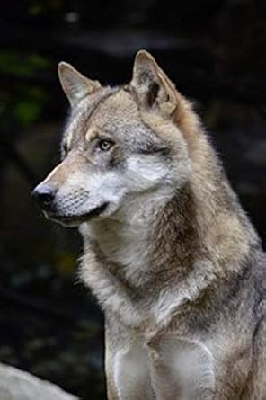 wolf notebook beautiful wolf journal for wolves lovers / great gift for people who love animals / ideal for