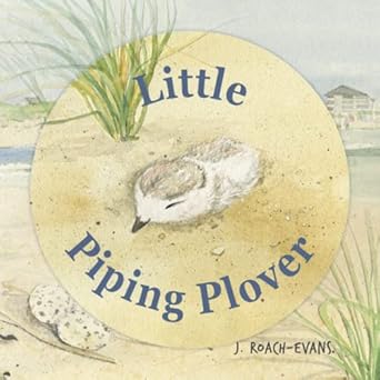 little piping plover 1st edition joanne roach evans ,erin oliveira 1734153229, 978-1734153224