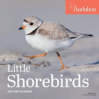audubon little shorebirds mini wall calendar 2024 a tribute to the diversity of shorebirds and the fragile