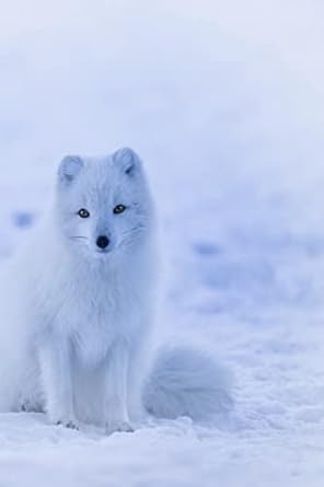 arctic fox the arctic fox has a round body shape short nose and legs and short fluffy ears 1st edition home