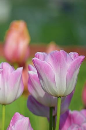 journal pink tulips 1st edition original jo's journal 1544136587, 978-1544136585