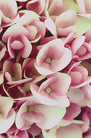 notebook floral design journal 100 blank lined page matte soft cover notebook college ruled blank lined petal