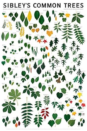 sibleys common trees of eastern north america 24x36 1st edition david allen sibley 1935622005, 978-1935622000