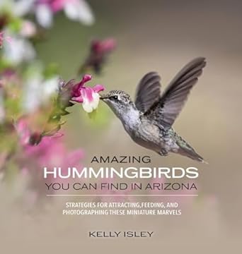 amazing hummingbirds you can find in arizona strategies for attracting feeding and photographing these