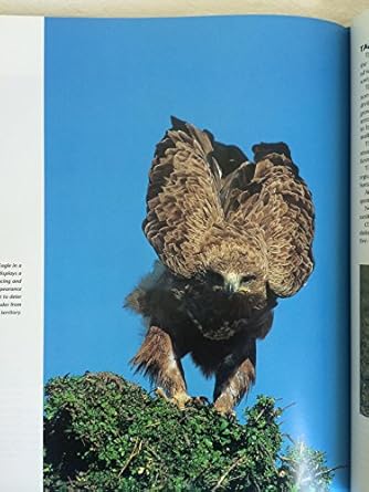 birds of prey hunters of the sky 1st edition alan richards 0762402865, 978-0762402861