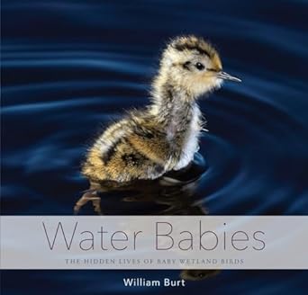 water babies the hidden lives of baby wetland birds 1st edition william burt 1581573057, 978-1581573053