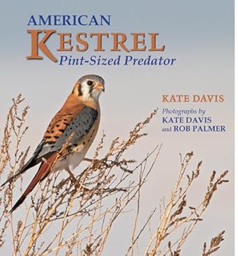 american kestrel pint sized predator 1st edition kate davis ,rob palmer 0878426361, 978-0878426362