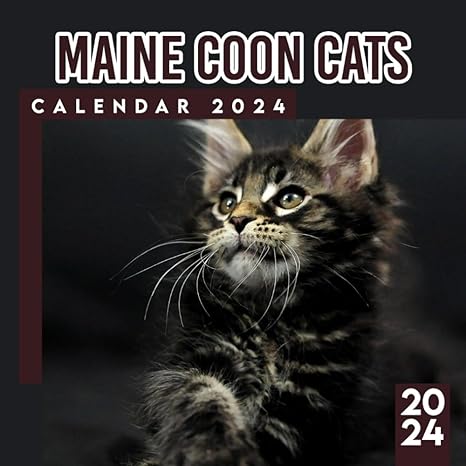 maine coon cats calendar 2024 18 month pets calendar 2024 from january to december bonus 6 months 2025