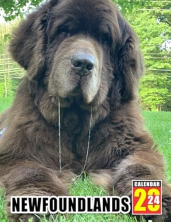 newfoundlands calendar 2024 dog breed monthly wall planner with monthly daily of 2024 images planner