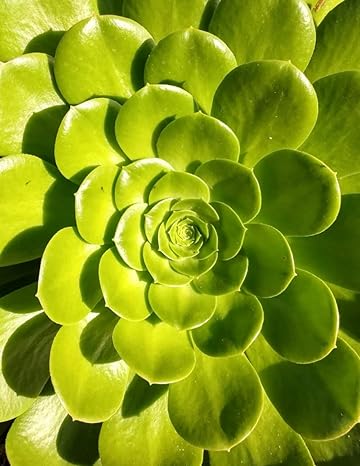 college algebra with trigonometry workbook 1st edition matthew jones, sharon lanaghan 979-8372843592