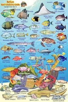 belize reef creatures waterproof fish card 4 x 6 1st edition franko maps ltd 1601904207, 978-1601904201