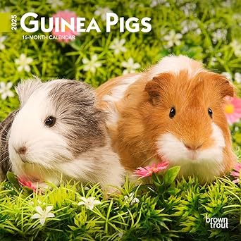 guinea pigs 2025 7 x 14 inch monthly mini wall calendar plastic free browntrout domestic animals small pets