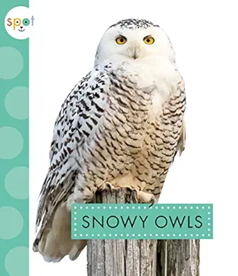 snowy owls 1st edition anastasia suen 1681525283, 978-1681525280