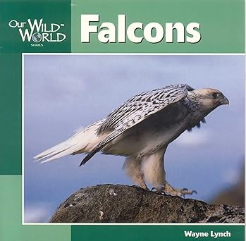 falcons 1st edition wayne lynch 1559719125, 978-1559719124