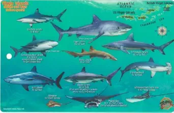 virgin islands sharks and rays guide franko maps laminated fish card 1st edition franko maps ltd 1601903936,