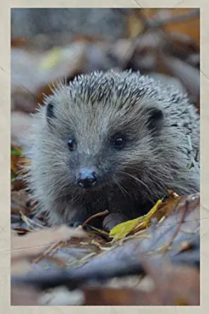 2020 hoglet gorgeous planner calendar organizer daily weekly monthly vintage retro poster style for