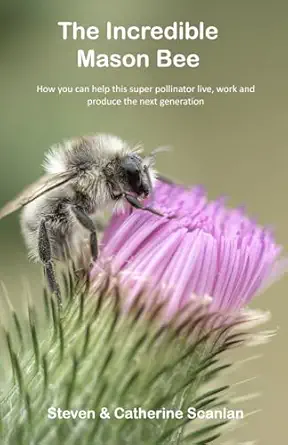 the incredible mason bee 1st edition steven scanlan ,catherine scanlan 1989681093, 978-1989681091