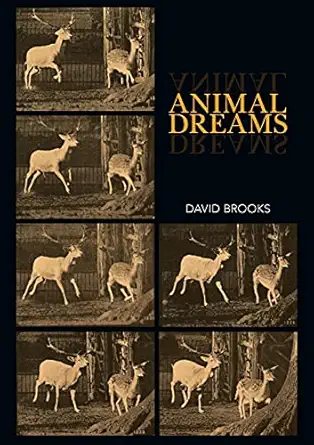 animal dreams 1st edition david brooks 1743327471, 978-1743327470