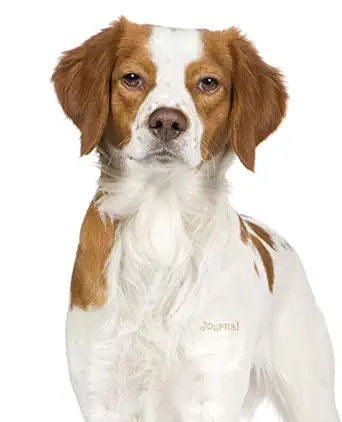 journal epagneul breton brittany dog 1st edition dreamflight publications 1794515240, 978-1794515246