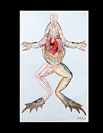 Anatomy Of A Female Common Frog Notebook 8 1/2 X 11 College Rule Lined 110 Pages In White