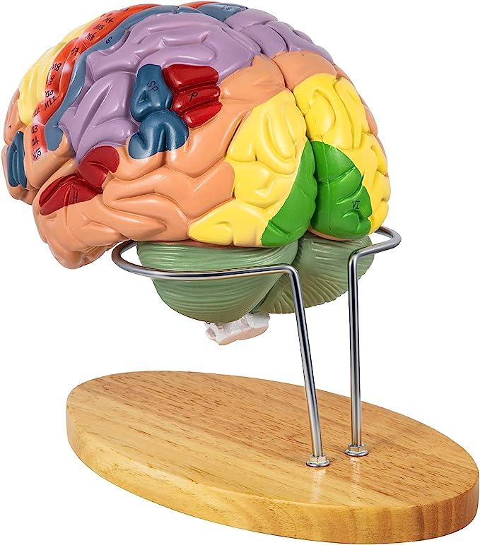 vevor human brain model anatomy  vevor b096f772x2