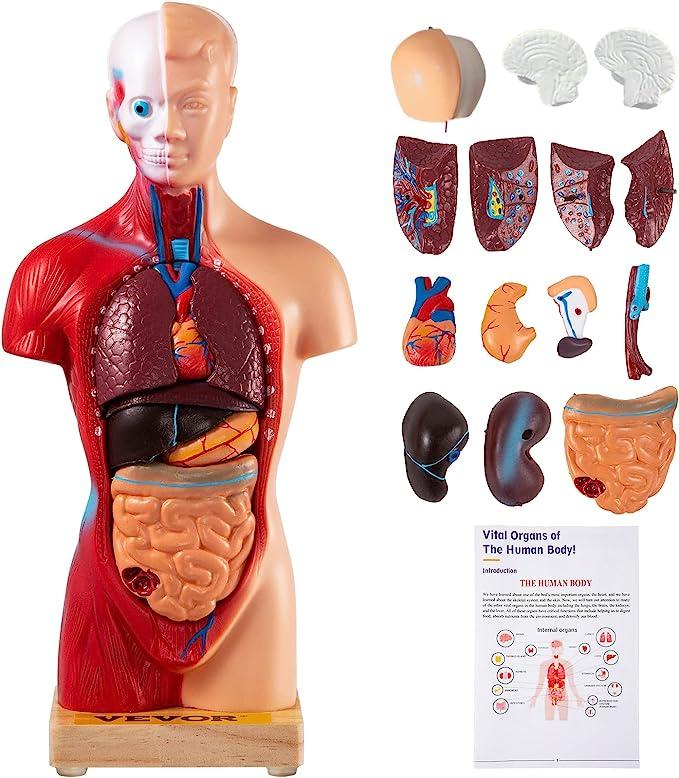 vevor human body model with removable organs for student 15 parts human torso vevor b09ztvdckg