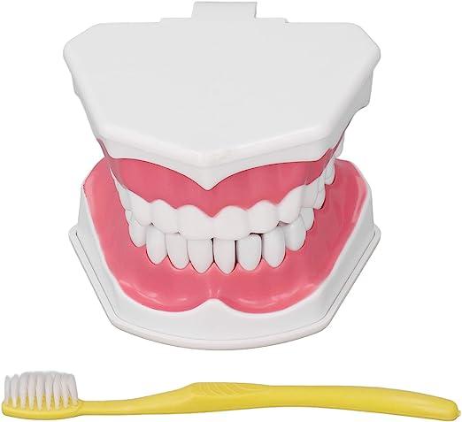 ?beaswhca teeth model tooth brushing practice  ?beaswhca b0c33x1n6h