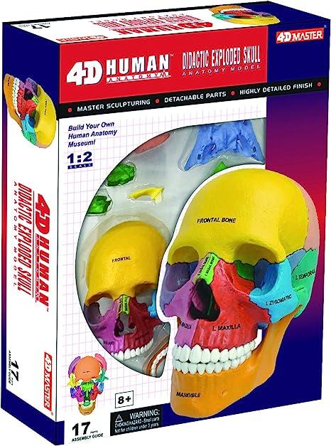 tedco 4d master didactic exploded skull model  tedco b00np7jnoy