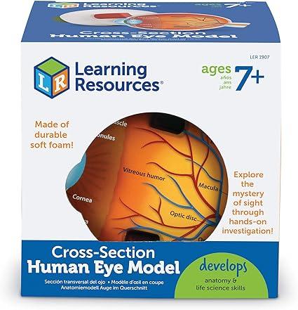 learning resources cross-section human eye model ?ler1907 learning resources b0012oi6dg