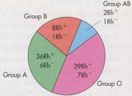 P(group A or type Rh+)